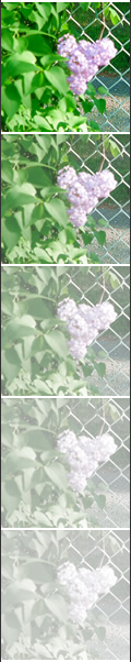 lilacs