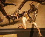 Prehistoric chicken Prehistoric chicken
