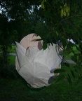 194.jpg 194.jpg