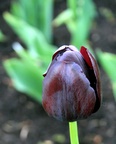 img_6665.jpg img_6665.jpg