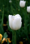img_6702.jpg img_6702.jpg