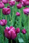 img_6721.jpg img_6721.jpg