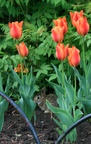 img_6746.jpg img_6746.jpg