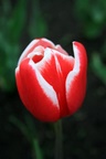 Ottawa Tulip Festival 2009