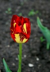 img_6831.jpg img_6831.jpg