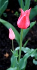 img_6880.jpg img_6880.jpg