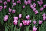img_6971.jpg img_6971.jpg