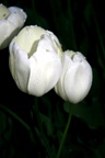 img_6979.jpg img_6979.jpg