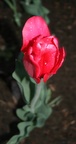 img_6990.jpg img_6990.jpg