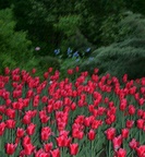 img_6992.jpg img_6992.jpg