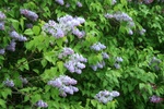 img_7139.jpg img_7139.jpg