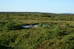 Moose in a pond