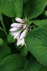 2642.jpg 2642.jpg