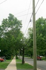 A tree bypassed A tree bypassed