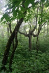 Ent